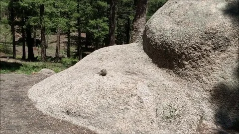 Chipmunk looking for food Part 2. 스톡 동영상 90868377