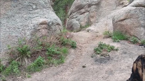 Chipmunk looking for food Part1 스톡 동영상 90868397