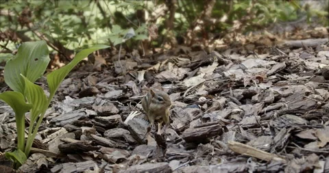 Chipmunk looking for food scurries down hole - camera slide Stock Footage 139990769