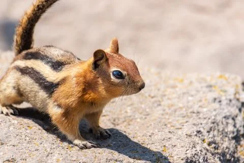 Chipmunk Looking Right Stock Photos