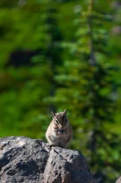 Chipmunk at lunch Stock Photos