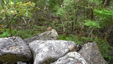 Chipmunk making noises Stock Footage 142965728