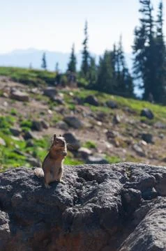 Chipmunk, mountain and trees Stock Photos