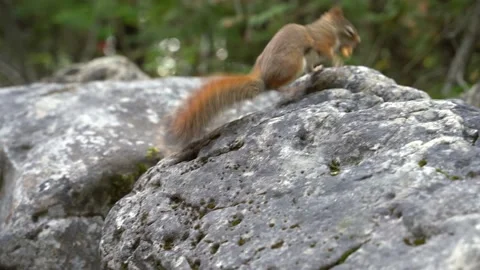 Chipmunk moving around Stock Footage 142965678