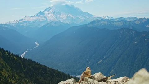 Chipmunk with Mt rainier view Video stock 115468851