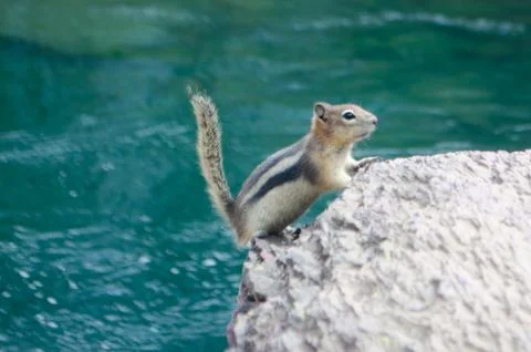 Chipmunk Next To Water. Stock Photos