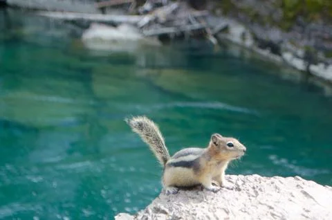 Chipmunk Next To Water. Stock Photos