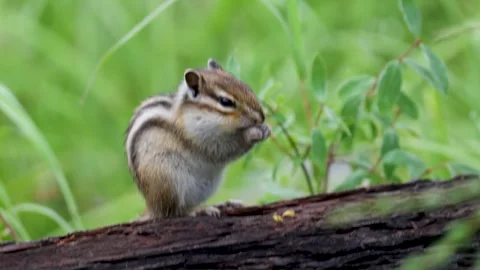 Chipmunk on an old forest log eats sunflower seeds Video stock 316063457