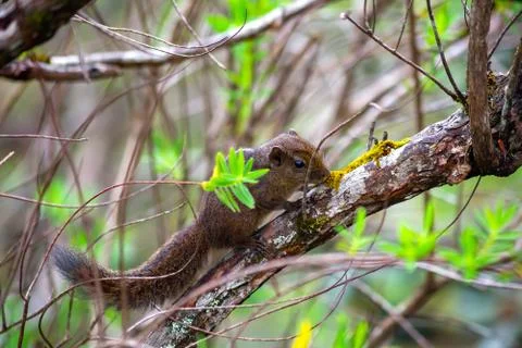 A chipmunk or palm squirrel sits on a tree branch. Sri Lanka Foto stock