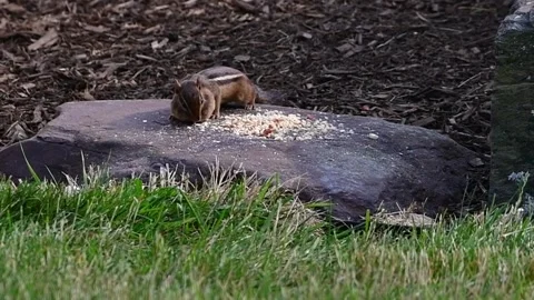 Chipmunk out and in Stock Footage 244487897