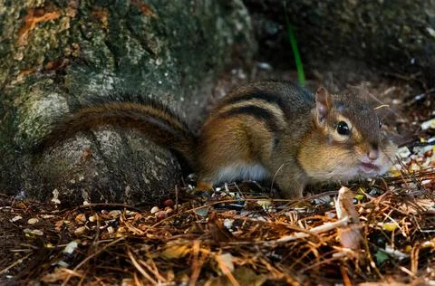 Chipmunk packing for winter Foto stock