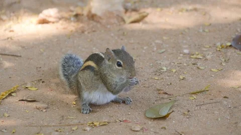 Chipmunk in park eating seeds. Close up Stock Footage