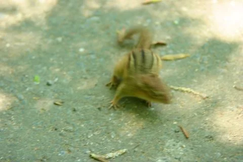Chipmunk on path blur motion Stock Photos