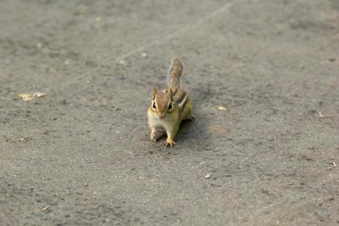 Chipmunk on Path Stock Photos