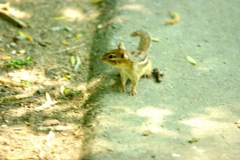 Chipmunk on path Stock Photos