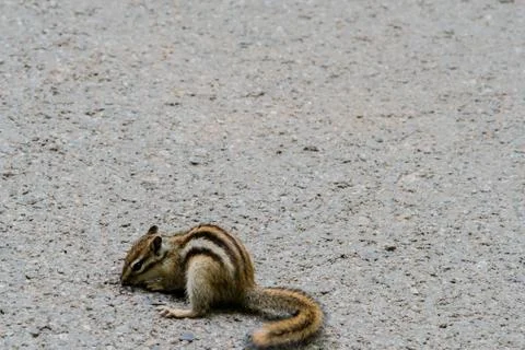 Chipmunk on a paved road Stock Photos
