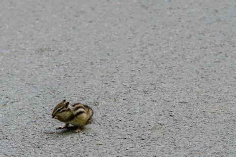 Chipmunk on a paved road Stock Photos
