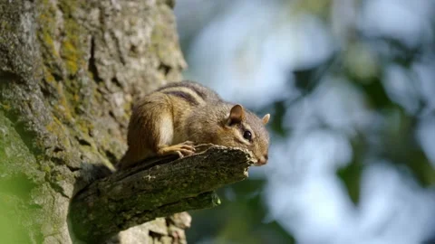 Chipmunk peached on tree branch. Stock-Footage 157836028