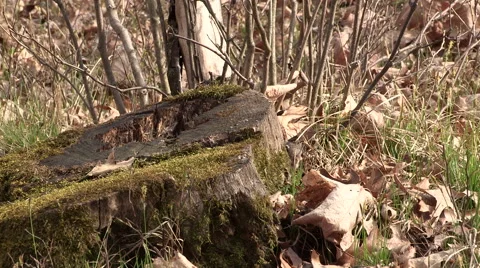 Chipmunk peeking out of its Nest and Investigating Stock Footage 49611531