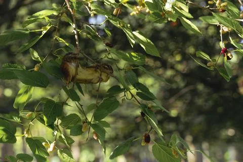 A chipmunk perched in a tree eating a berry Stock Photos