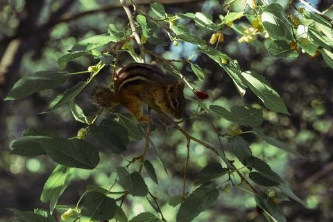 A chipmunk perched in a tree eating a berry Stock Photos