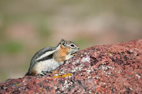 Chipmunk Foto stock
