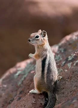 Chipmunk Foto stock