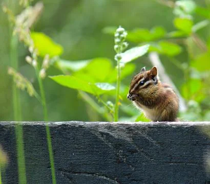 The chipmunk Foto stock