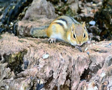 Chipmunk Foto stock