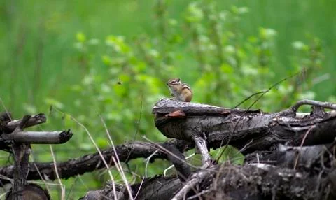 Chipmunk Stock Photos