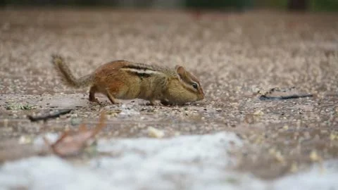Chipmunk Stock Photos