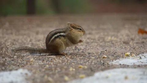 Chipmunk Stock Photos