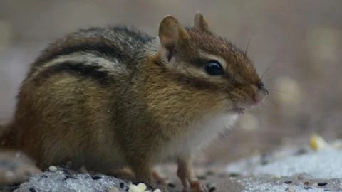 Chipmunk Stock Photos