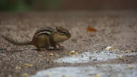 Chipmunk Stock Photos