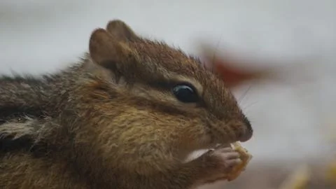 Chipmunk Stock Photos
