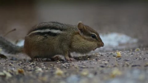 Chipmunk Stock Photos