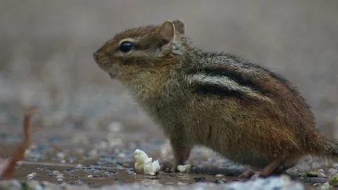 Chipmunk Stock Photos