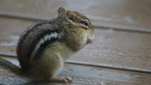 Chipmunk Stock Photos