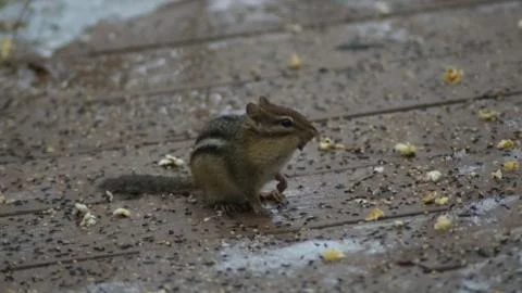 Chipmunk Stock Photos