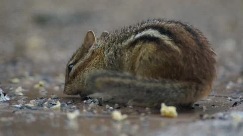 Chipmunk Stock Photos