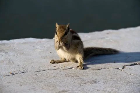 Chipmunk Stock Photos