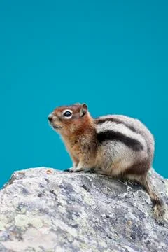 Chipmunk Stock Photos