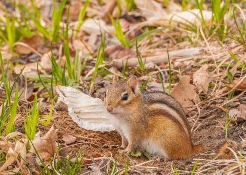 Chipmunk Stock Photos