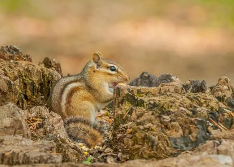 Chipmunk Stock Photos