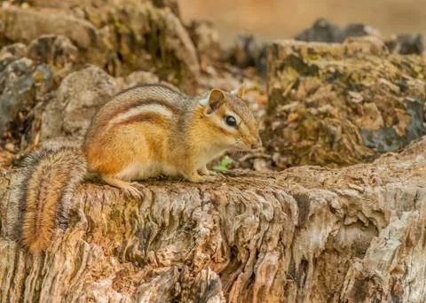 Chipmunk Stock Photos