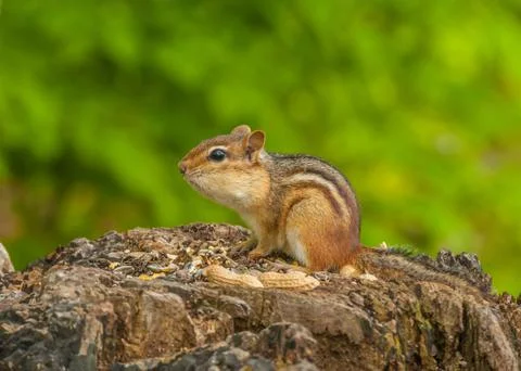 Chipmunk Foto stock