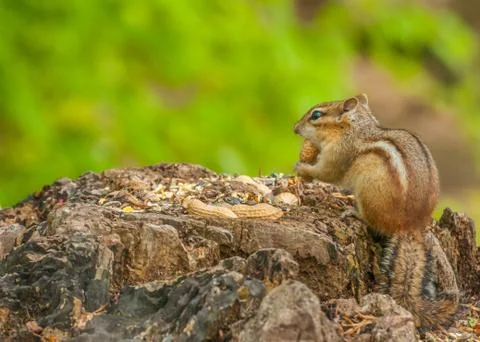 Chipmunk Stock Photos