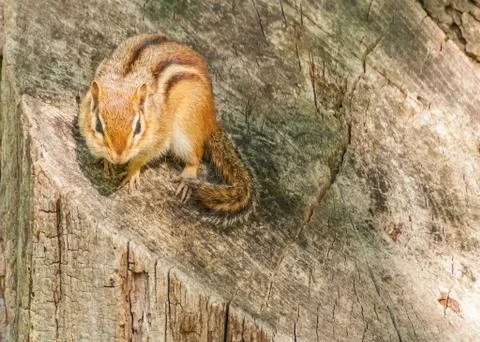 Chipmunk Stock Photos