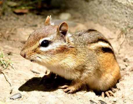 Chipmunk Stock Photos