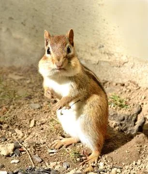 Chipmunk Stock Photos